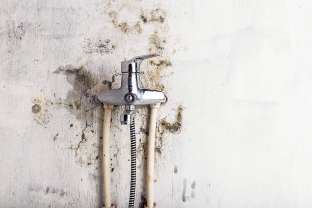 Best Home Mold Removal  in West Hills, PA