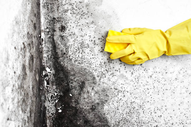 Mold Removal and Inspection in West Hills, PA