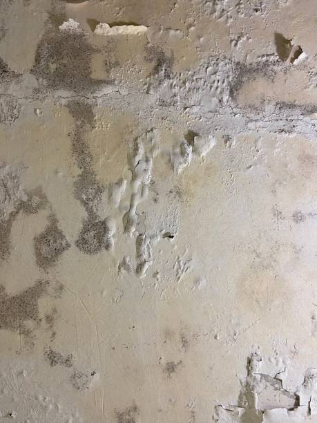 Best Office Mold Removal Services  in West Hills, PA