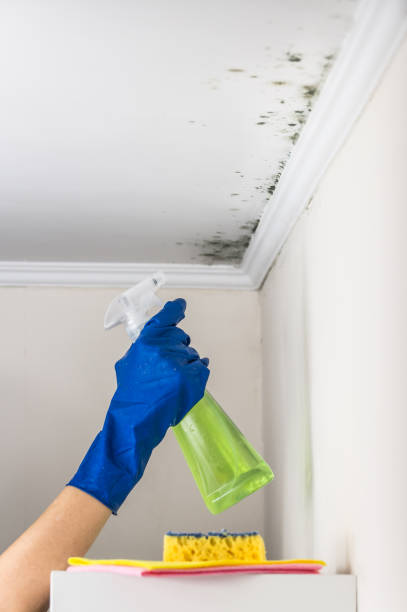 Best Mold Damage Repair  in West Hills, PA